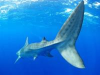  Oahu Shark Cage Diving Tours