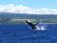  Waikiki Whale Watching